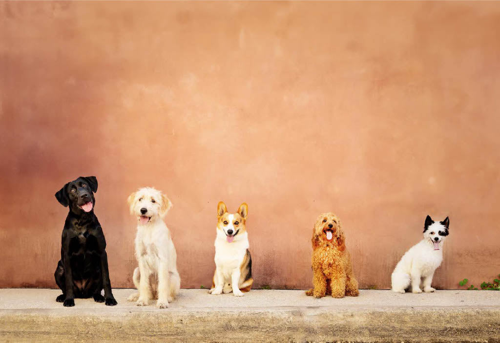 Smart Paws Resort and Training